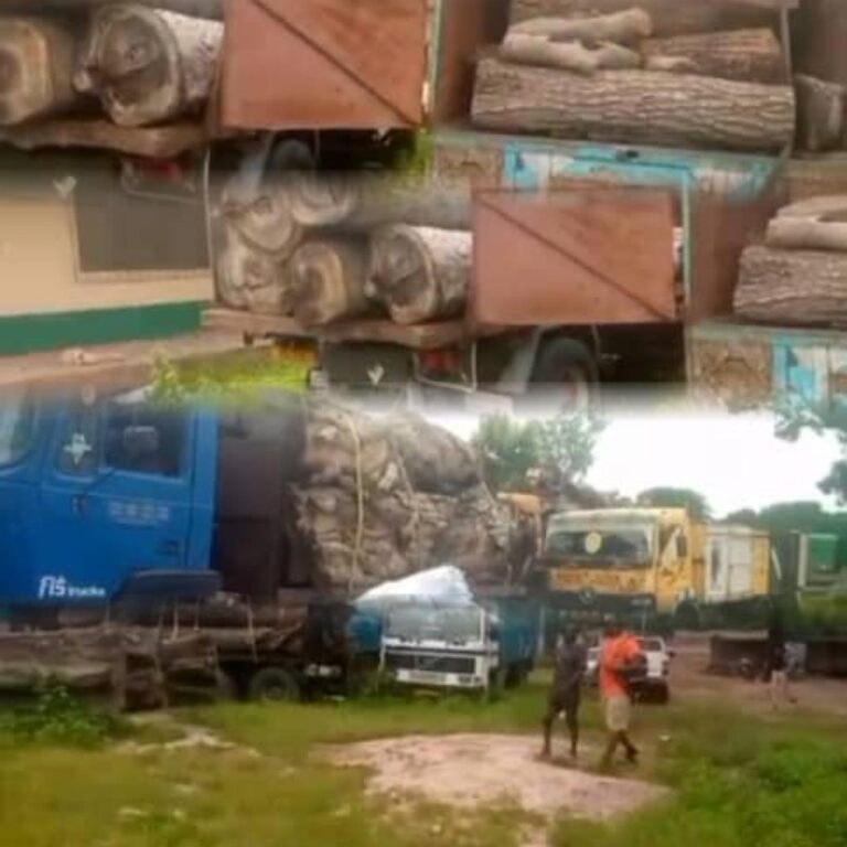 Concerns Mount Over DoF’s Failure to Prosecute Drivers of 23 Impounded Vehicles at Kafuta Forestry Academy