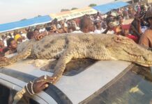 President Barrow Faces Backlash Over Illegal Crocodile Gift on Nationwide Tour