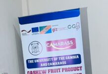 University of The Gambia Unveils €200,000 EU-Backed Cashew Revolution to Empower Women and Youth