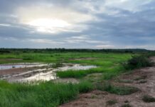 A Story of Wasted Millions and Missed Opportunity for Food Security