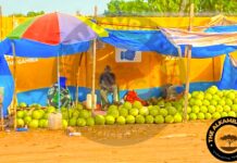 Watermelon Glut Turns Bounty into Burden: Farmers Plead for Storage Solutions as Tons Rot in Fields