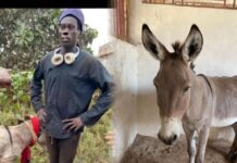 Landmark Conviction: Donkey Owner Jailed for Six Months in Rare Animal Cruelty Case