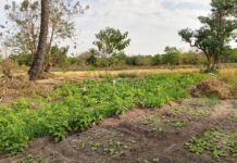Women Gardeners in Sanyang Demand Urgent Support Amid Stray Animals, Water Shortages, and Factory Pollution