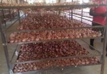 Onion Import Restriction: Political Theater Over Real Support
