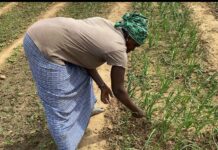 Rural Farmers Lead Shift to Organic Practices, Rejecting Chemical Fertilizers for Healthier Soils and Sustainable Future