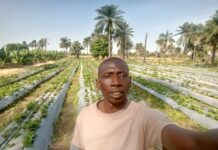 Farmer Bamboring Sambou Defies Odds: Successfully Grows Apples, Grapes, and Strawberries in Tropical Soil
