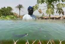 Revive Gambia Invests in Fish Farming to Boost Local Supply Amid Declining Wild Stocks