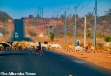 CATTLE ON THE HIGHWAY: Roadside Grazing Turns Banjul-Basse Route into Deadly Hazard
