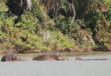 Herdsman Beheaded by Mother Hippo in Jafaye as villagers demand Action