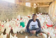 From Music Star to Poultry Farmer: Abdullah “Pablo” Bajan’s Poultry Entrepreneurship Journey