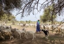 NaLOA President Calls on Nomadic Herders to Cooperate with Veterinary Services