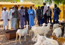 Small Ruminant Boost: CRR Farmers Receive Sheep and Goats in Push for Food Self-Sufficiency