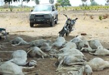 Over 260 Sheep Die Suddenly in Dongoroba After Grazing Toxic “Pelleh” Grass