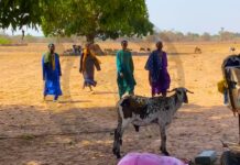 “We Watched Our Livelihood Die”: Herdsmen Lose Over 200 Sheep in Mysterious Leaf “Poisoning” Ahead of Tobaski