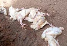 Scorching Heatwave Devastates Poultry Farms in Rural Gambia