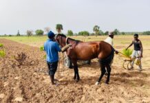 Farmers in Wellingara Ba Embrace Hopeful Start to Rainy Season Amid Persistent Challenges
