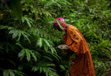 Africa’s Forests at Crossroads: New AFF Research Maps Pathways to Green Transformation Amid Mounting Pressures