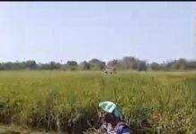 Women Rice Farmers Warn: High Costs and Harvester Shortages Threaten Harvest