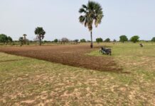 Climate Change Threatens 2026 Harvest as Erratic Rains Worry Gambian Farmers