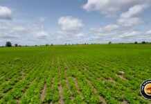 Fear, Anxiety and Uncertainty Grip Northern Gambian Farmers as Senegal Border Crisis Remains Unresolved