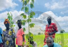 Over 400 Trees Planted in Amdalai as Community Rebuilds After Devastating Storm