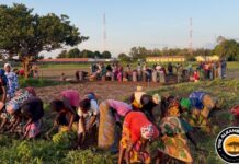 Mamud Fana Women Gardeners Battle Climate Change and Lack of Farming Resources