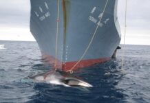 Why West African Nations Back Commercial Whaling Without Eating a Single Bite of Whale