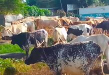 Livestock Owners Demand Stricter Checks at Abuko Abattoir to Stop Stolen Cattle Entering Meat Trade