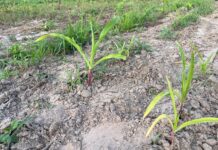 Niamina Farmers Fear Crop Failure as Dry Spell Persists